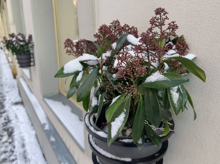 evergreen shrub skimmia japonica in a flower pot outside as home decor
