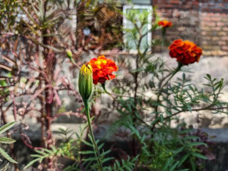 Téléchargez les photos : Photo d'image de beau bourgeon de fleur de souci de couleur ornage, fleurissant dans le jardin de la terrasse sous la lumière du soleil. fleur et feuilles sur fond flou à Kolhapur, Maharashtra, Inde.focus sélectif - en image libre de droit