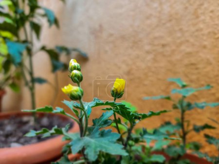 Téléchargez les photos : Photo de la belle coquelicot arctique également connu sous le nom Papaver radicatum plante de fleur fleurissant dans le jardin à la maison à Gulbarga, Karnataka, Inde. Photo capturée sous la lumière naturelle sur fond flou. - en image libre de droit