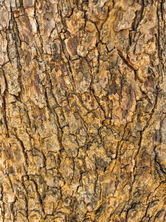 Téléchargez les photos : Photo de stock de couleur marron gaufré texture de tronc d'arbre ou d'écorce. matin soleil tombant sur l'écorce de l'arbre, Photo capturée à Gulbarga, Karnataka, Inde. se concentrer sur l'objet. partie de l'arbre. - en image libre de droit