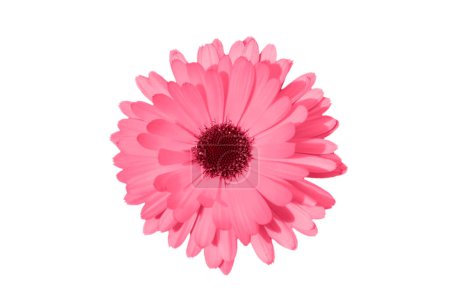 Magenta oder rosa Gänseblümchen, Kamille oder Gerbera isoliert auf weißem Hintergrund. Kamillenblütenkopf aus nächster Nähe. Tiefer Fokus. Blume getönt in Trendfarbe von 2023