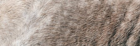 Foto de La textura de un pelaje de caballo manchado gris. Piel de caballo de pelo gris y blanco - piel natural genuina real, espacio libre para el texto. Piel de caballo de cerca. Textura de piel gris - fondo abstracto. - Imagen libre de derechos