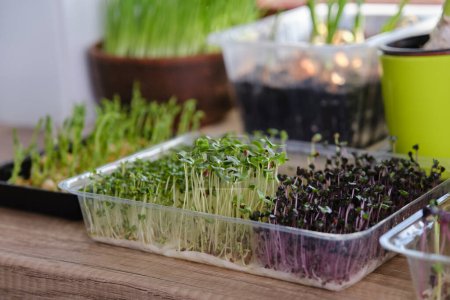 Foto de Cultivando diferentes microgreens y cebollas verdes en el alféizar de la ventana en casa a la luz del sol. Primavera, jardinería en casa - Imagen libre de derechos