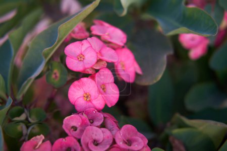 Leuchtend rosa Euphorbia Milii Blumen im Sonnenlicht, tropische Gartenschönheit.