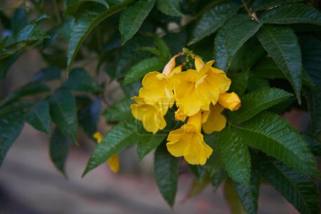 Bright yellow Tecoma stans flowers among verdant leaves in a sunlit garden