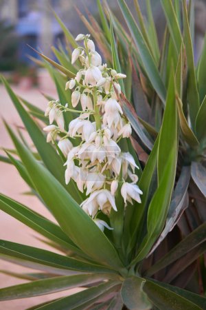 Yucca gloriosa planta con delicadas flores blancas en forma de campana y hojas verdes agudas