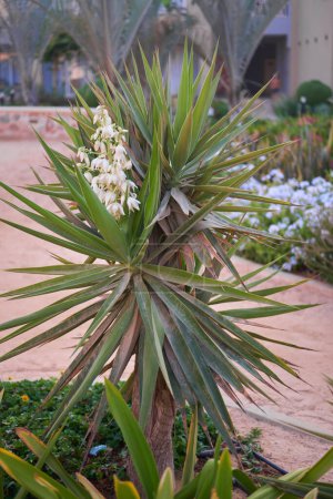 Yucca gloriosa plant with delicate white bell-shaped flowers and sharp green leaves