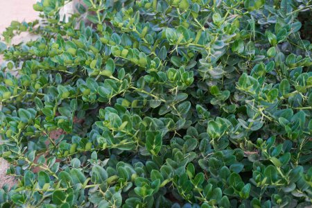 Foto de Follaje denso de Carissa macrocarpa con hojas verdes brillantes, ideal para setos - Imagen libre de derechos