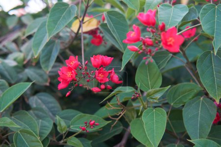 Vibrant Jatropha integerrima flowers with bright red petals among green leaves