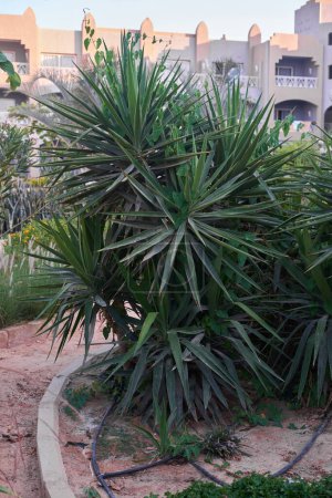 Yucca gloriosa Pflanze mit zarten weißen glockenförmigen Blüten und scharfen grünen Blättern