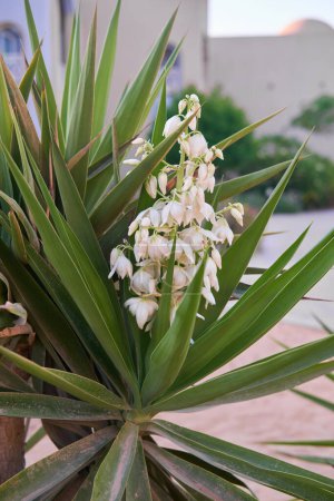 Yucca gloriosa planta con delicadas flores blancas en forma de campana y hojas verdes agudas