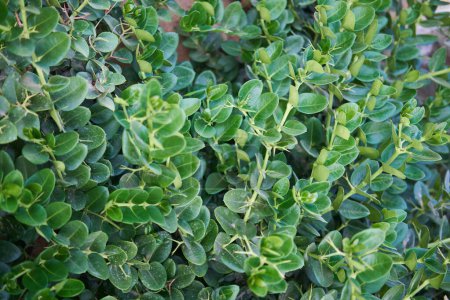Follaje denso de Carissa macrocarpa con hojas verdes brillantes, ideal para setos