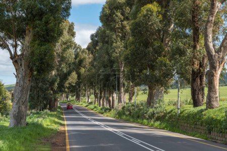 Photo for Tree-lined Racecourse Road, road M13, on the outskirts of Durbanville in the Cape Town metroplitan area. A car is visible - Royalty Free Image
