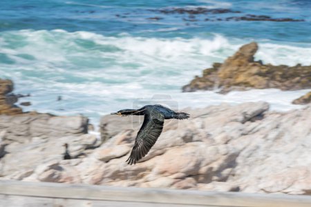 Photo for A Cape Cormorant, Phalacrocorax capensis, flying with nesting material in its beak at Stony Point Nature Reserve in Bettys Bay. - Royalty Free Image