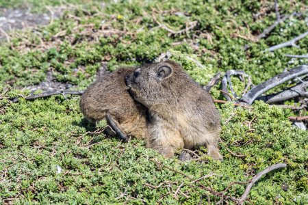 Photo for A Rock Hyrax, Procavia capensis, trying to bite an insect in its fur at Stony Point in Bettys Bay. - Royalty Free Image