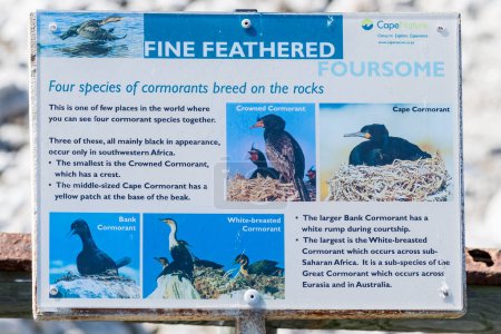 Photo for Bettys Bay, South Africa - Sep 20, 2022: Information board for Cormorants at Stony Point Nature Reserve in Bettys Bay. - Royalty Free Image