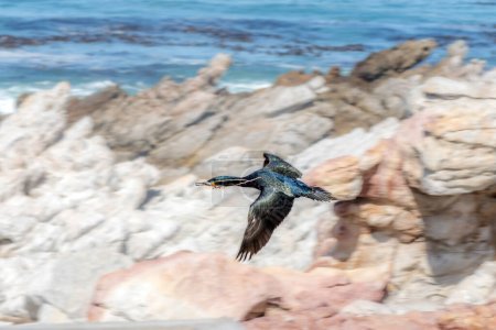 Photo for A Cape Cormorant, Phalacrocorax capensis, flying with nesting material in its beak, at Stony Point Nature Reserve in Bettys Bay. - Royalty Free Image