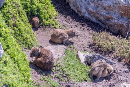 Photo for A Rock Hyrax family , Procavia capensis, at their den at Stony Point in Bettys Bay. - Royalty Free Image