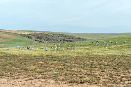 Foto de A large flock of endangered Blue Cranes next to the road between Struisbaai and Malagas in the Western Cape Province - Imagen libre de derechos