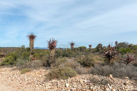 Téléchargez les photos : Tall aloes are visible on the Rooiberg Pass between Van Wyksdorp and Calitzdorp in the Western Cape Province - en image libre de droit