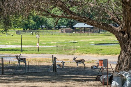 Photo for Boegoeberg Dam, South Africa - Feb 28 2023: Springbok in the shade at the partially flooded holiday resort at Boegoeberg Dam - Royalty Free Image