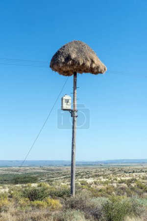 Téléchargez les photos : Un nid d'oiseaux communal au sommet d'un poteau téléphonique près de Prieska dans la province du Cap Nord. Une boîte d'équipement de télécommunications est visible - en image libre de droit