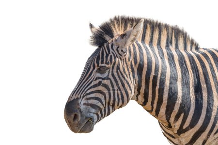 Photo for Head profile of an adult Burchells Zebra, Equus quagga burchellii. Isolated on white - Royalty Free Image