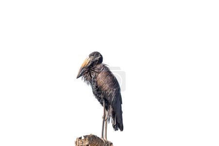 Photo for A wet African openbill, Anastomus lamelligerus, on a tree stump. Isolated on white - Royalty Free Image