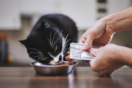 Domestic life with pet. Man feeding his hungry cat at home