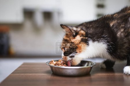 Photo for Domestic life with pet. Cute brown cat is eating from metal bowl at home - Royalty Free Image