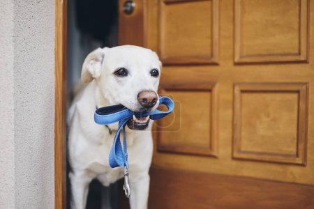 Téléchargez les photos : Mignon chien attendant de marcher dans la porte de la maison. Labrador retriever tenant une laisse dans la bouche. - en image libre de droit