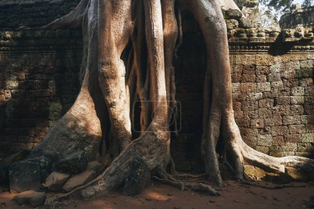 Foto de Enormes raíces de árboles que cubren la pared de piedra del antiguo templo cerca de Siem Reap, Camboya - Imagen libre de derechos