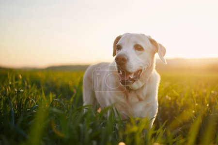 Téléchargez les photos : Joyeux champ de chiens au coucher du soleil. vieux récupérateur de labrador satisfait pendant la promenade dans la nature - en image libre de droit