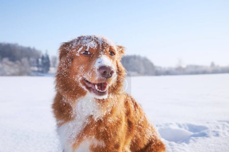 Foto de Retrato de perro feliz en nieve profunda. Nova Scotia Duck Tolling Retriever en la naturaleza invernal. - Imagen libre de derechos
