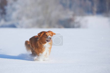 Foto de Perro feliz corriendo rápido en nieve profunda. Alegre Nova Scotia Duck Tolling Retriever en la naturaleza invernal. - Imagen libre de derechos
