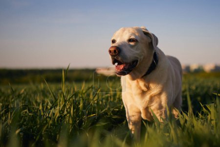 Téléchargez les photos : Bon chien dans la nature printanière. vieux récupérateur de labrador satisfait pendant la marche à travers le champ - en image libre de droit