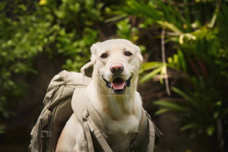 Foto de Happy dog wearing travel backpack. Funny labrador retriever enjoying trip in nature - Imagen libre de derechos