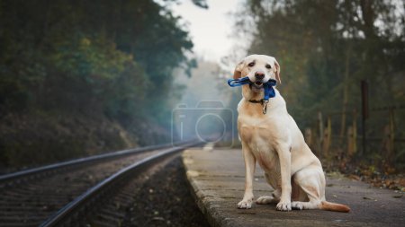 Foto de Lonely dog waiting on railroad platform. Cute labrador retriever holding leash in mouth - Imagen libre de derechos
