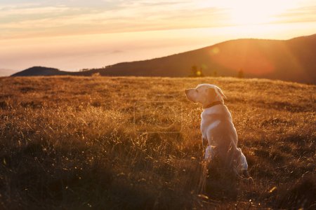 Téléchargez les photos : Dog sitting on meadow against mountains. Labrador retriever on top of hill at sunset. - en image libre de droit