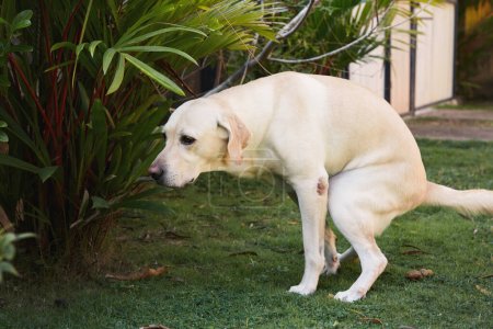 Labrador retriever during pooing on grass. Dog feces in public park.