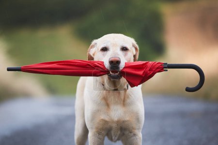 Foto de Wet dog in rain. Loyal labrador retriever holding red umbrella in mouth while looking at camera - Imagen libre de derechos