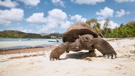Aldabra giant tortoise on sand beach during sunny day. Close-up view of turtle in Seychelles