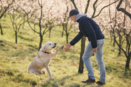 Photo for Man with dog in blooming public city park during spring day. Cute labrador retriever giving paw to his pet owner - Royalty Free Image