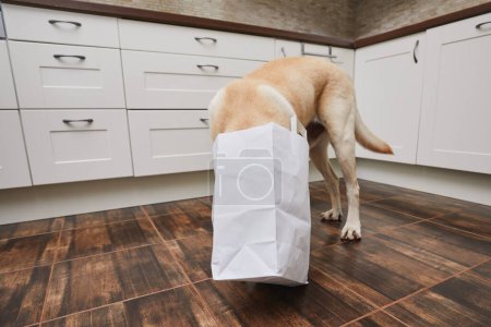 Foto de Naughty dog in home kitchen. Curious and hungry labrador retriever eating purchase from paper bag - Imagen libre de derechos