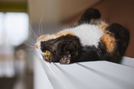 Foto de Vida doméstica con mascota. Juguetón gato tabby acostado en la espalda en el calentador en casa. - Imagen libre de derechos