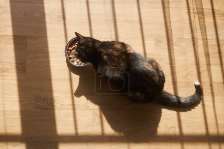 Téléchargez les photos : Chat brun mangeant dans un bol en métal à la maison. Lumière du matin et ombre de la fenêtre sur le sol - en image libre de droit
