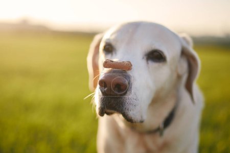 Foto de Vista de cerca de perro divertido con galleta. Labrador retriever balanceando golosinas en su hocico en el prado al atardecer - Imagen libre de derechos