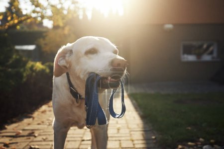 Téléchargez les photos : Mignon chien en attente de promenade dans la lumière du matin. Ancien labrador récupérateur tenant une laisse dans la bouche sur le trottoir devant la maison - en image libre de droit