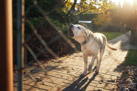 Barking dog behind fence. Noisy labrador retriever guarding house