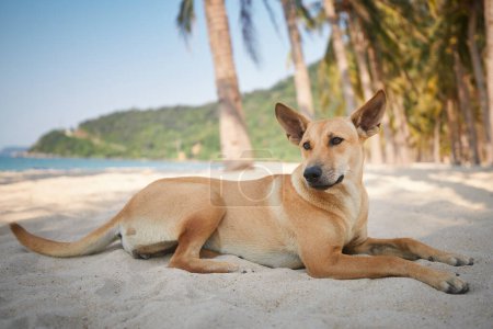 Foto de Lindo perro acostado bajo palmeras en la idílica playa de arena. Temas vacaciones y aventura de verano con mascotas - Imagen libre de derechos
